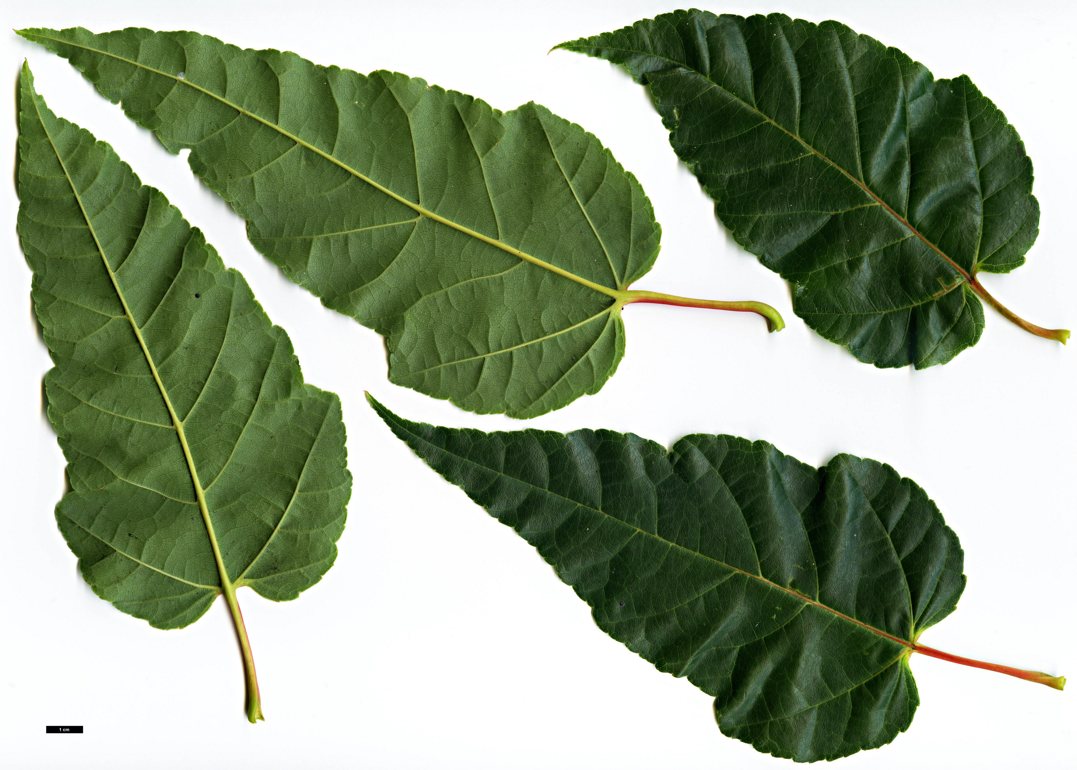 High resolution image: Family: Sapindaceae - Genus: Acer - Taxon: aff. davidii
